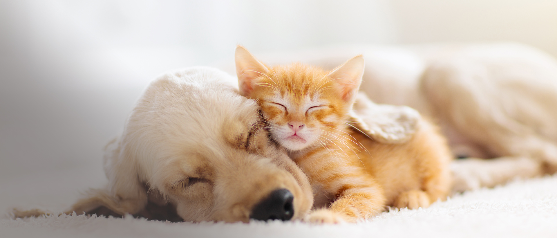 お客様と愛犬・愛猫の幸せな生活をお手伝いします