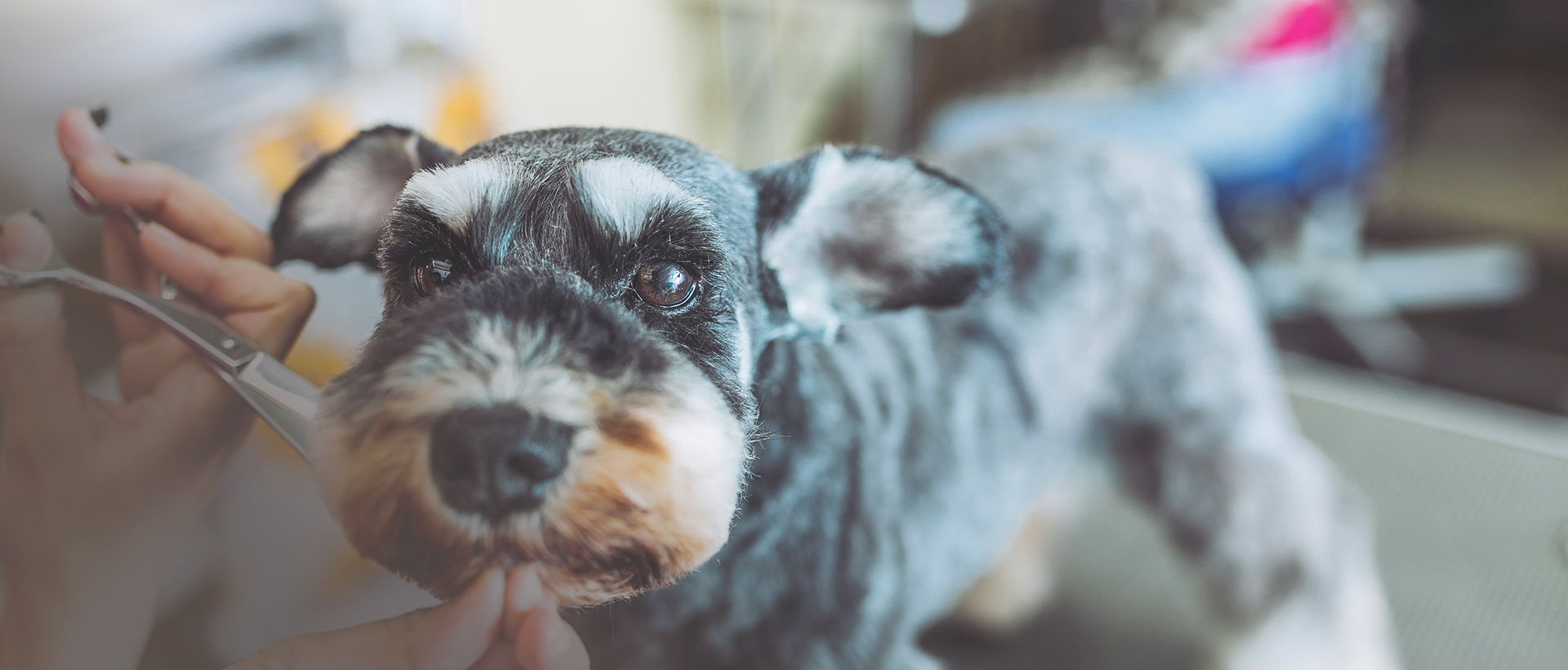 お客様と愛犬・愛猫の幸せな生活をお手伝いします